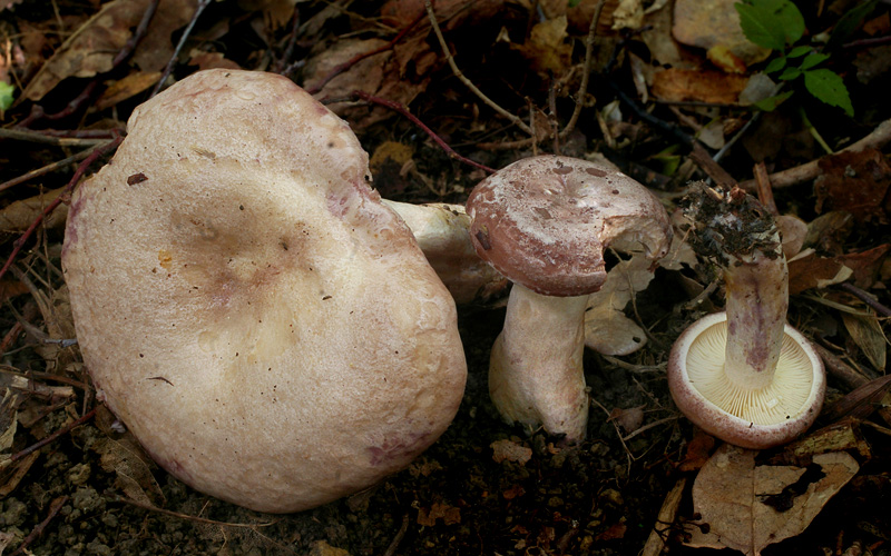 Lactarius luridus